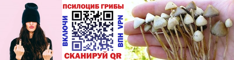 Псилоцибиновые грибы Magic Shrooms  Черняховск 